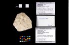 Foto (Objekt + Etikett) von Goniodromites indet.  (NHMW-GEO-1990-0041-2559)